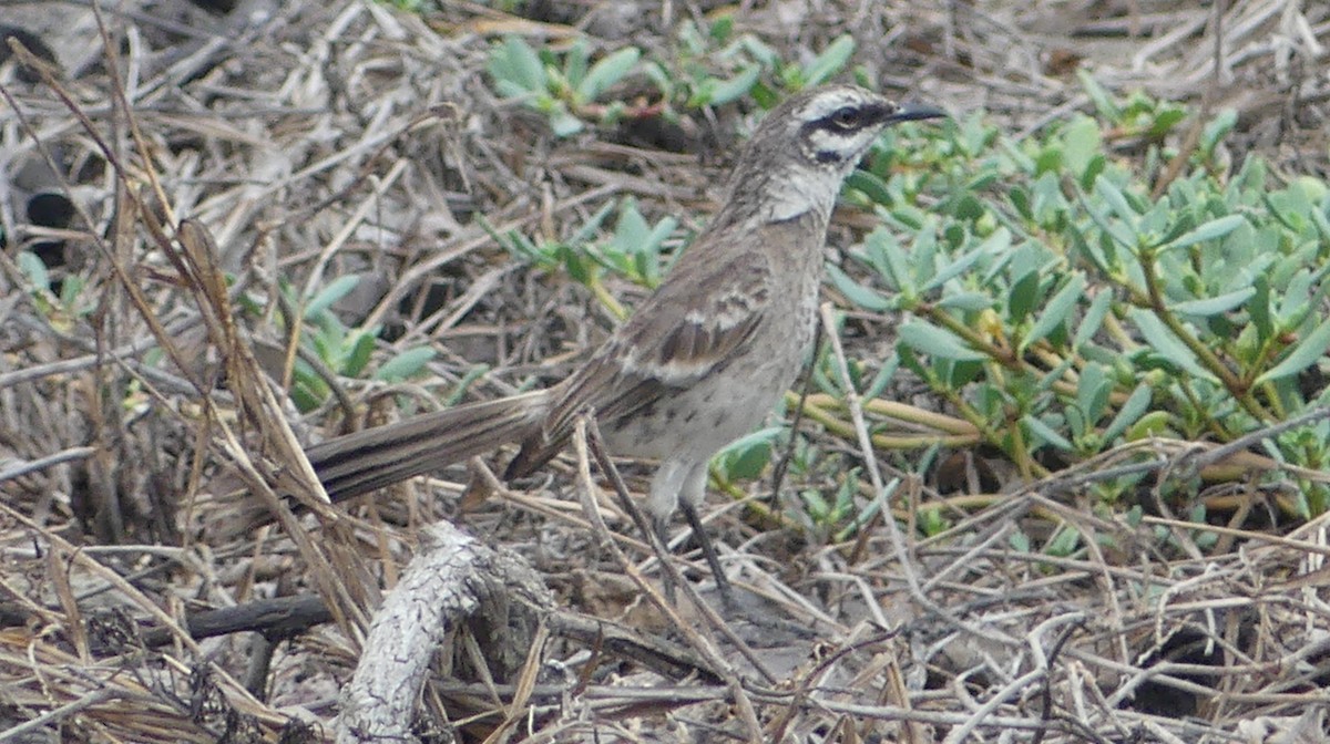 Long-tailed Mockingbird - ML528595141