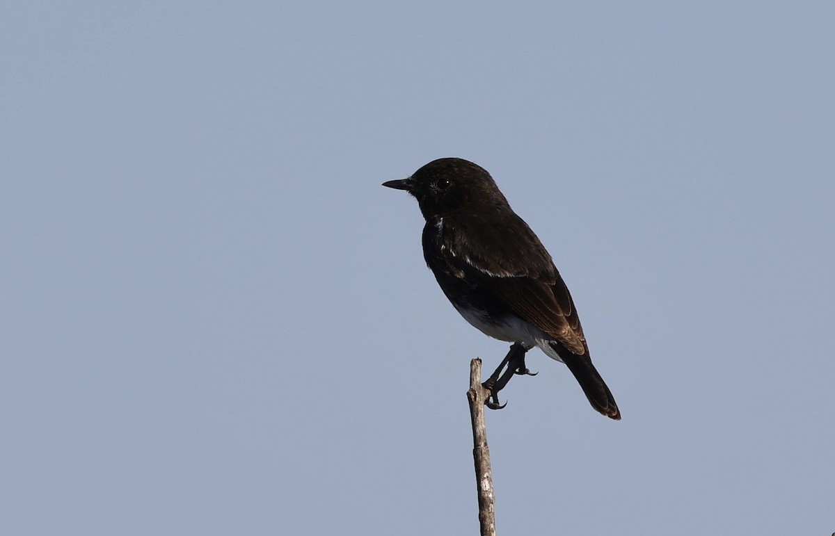 Pied Bushchat - ML528595321