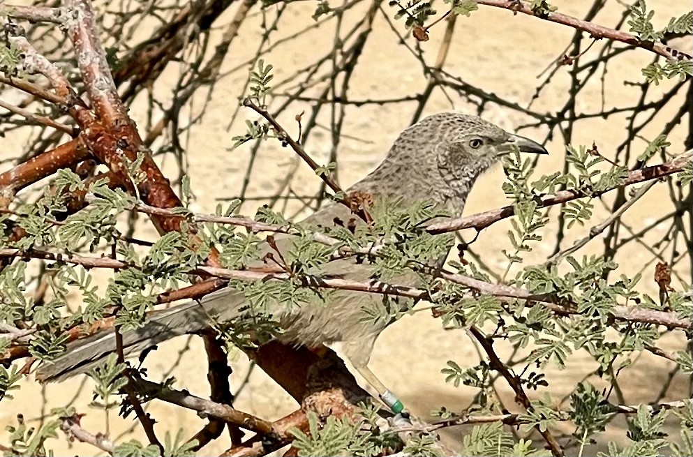 Arabian Babbler - Thomas Lang