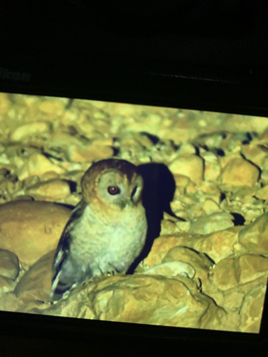 Desert Owl - ML528596401