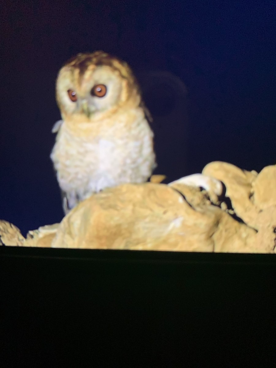 Desert Owl - ML528596411