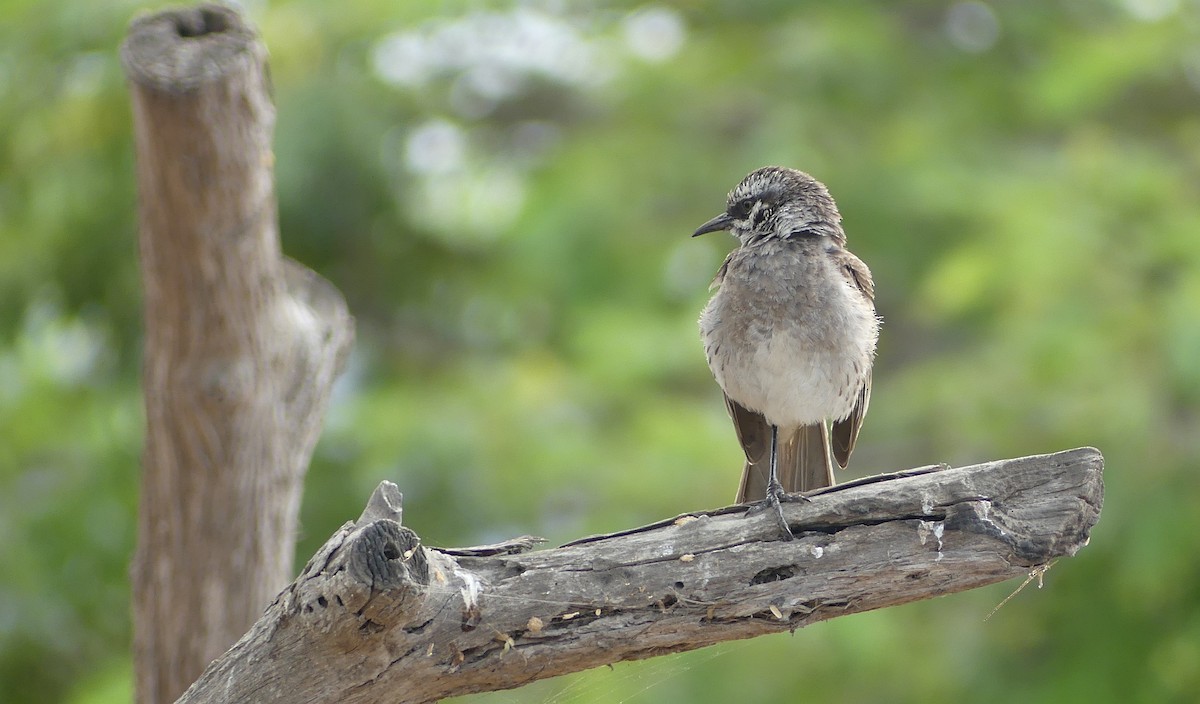 Long-tailed Mockingbird - ML528596701