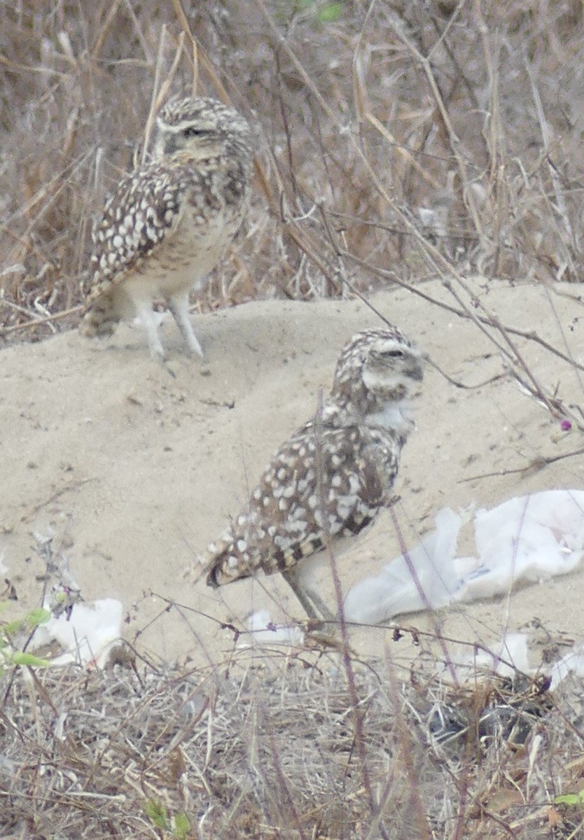 Burrowing Owl - ML528596751