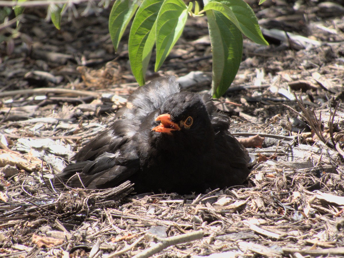 Eurasian Blackbird - ML528598321