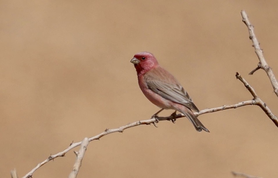 Sinai Rosefinch - ML528599361