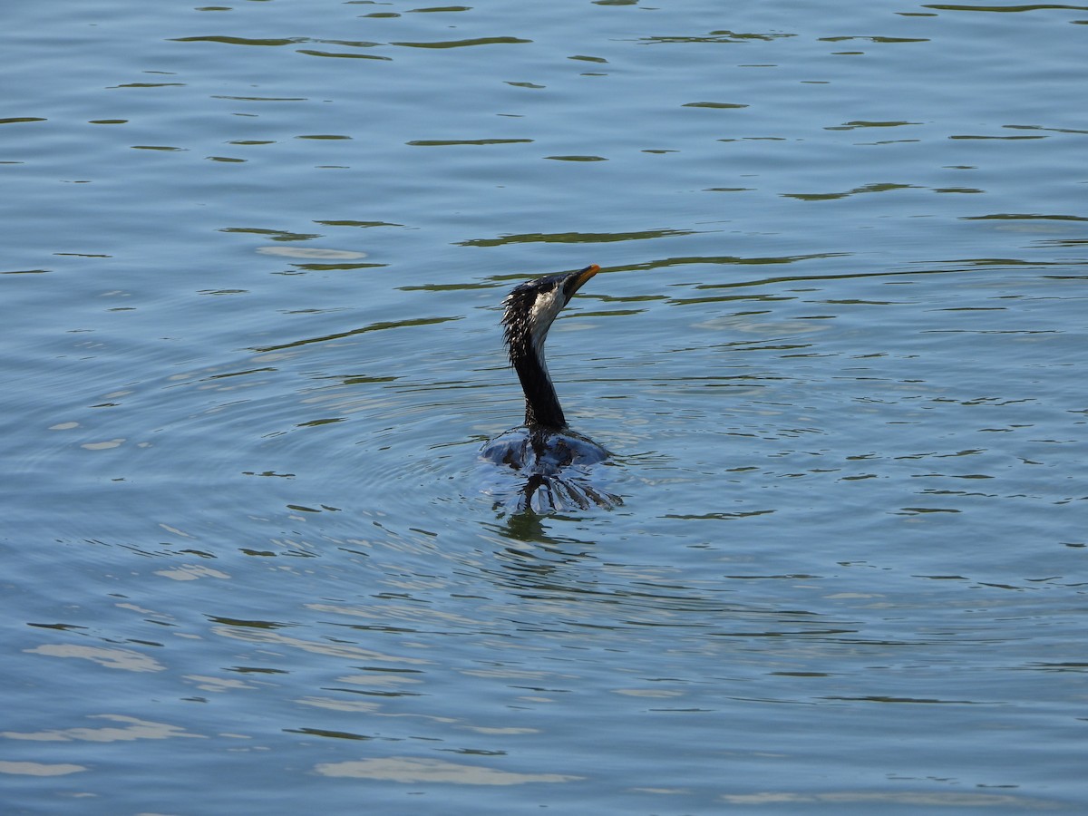 Little Pied Cormorant - ML528601101