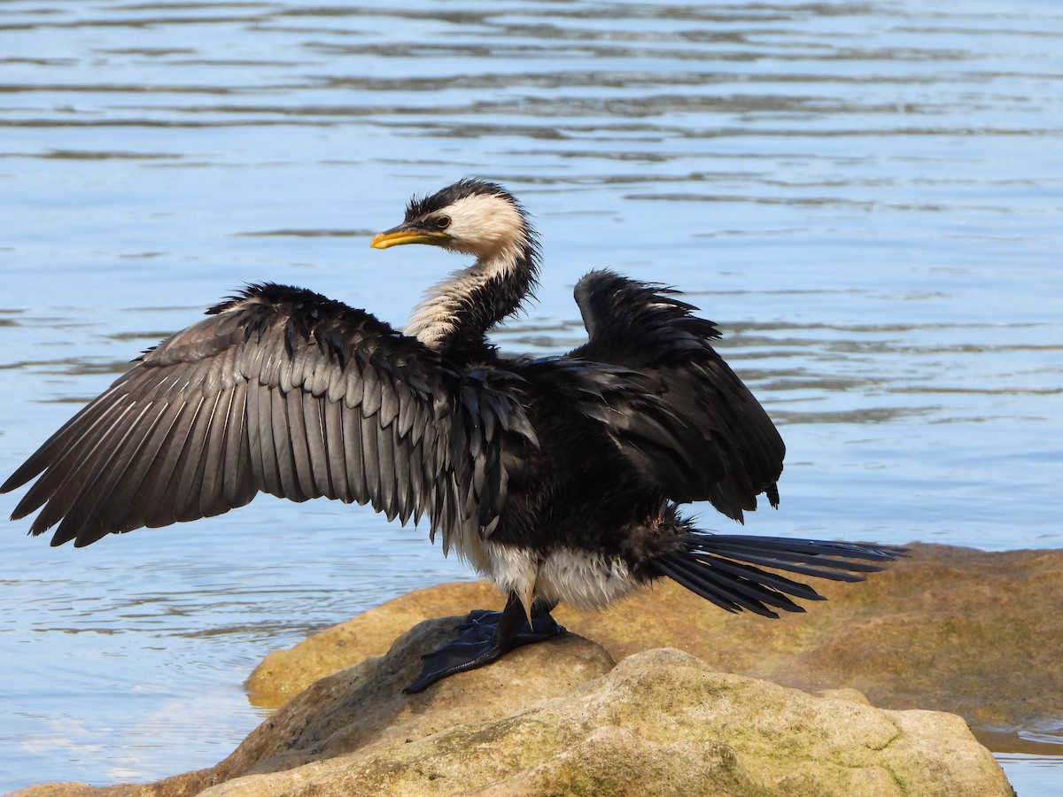 Little Pied Cormorant - Andrew Guy