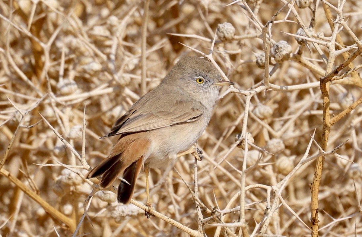 Asian Desert Warbler - ML528601141