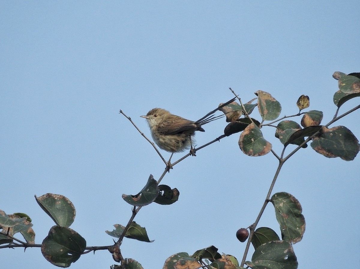 Delicate Prinia - ML528601171