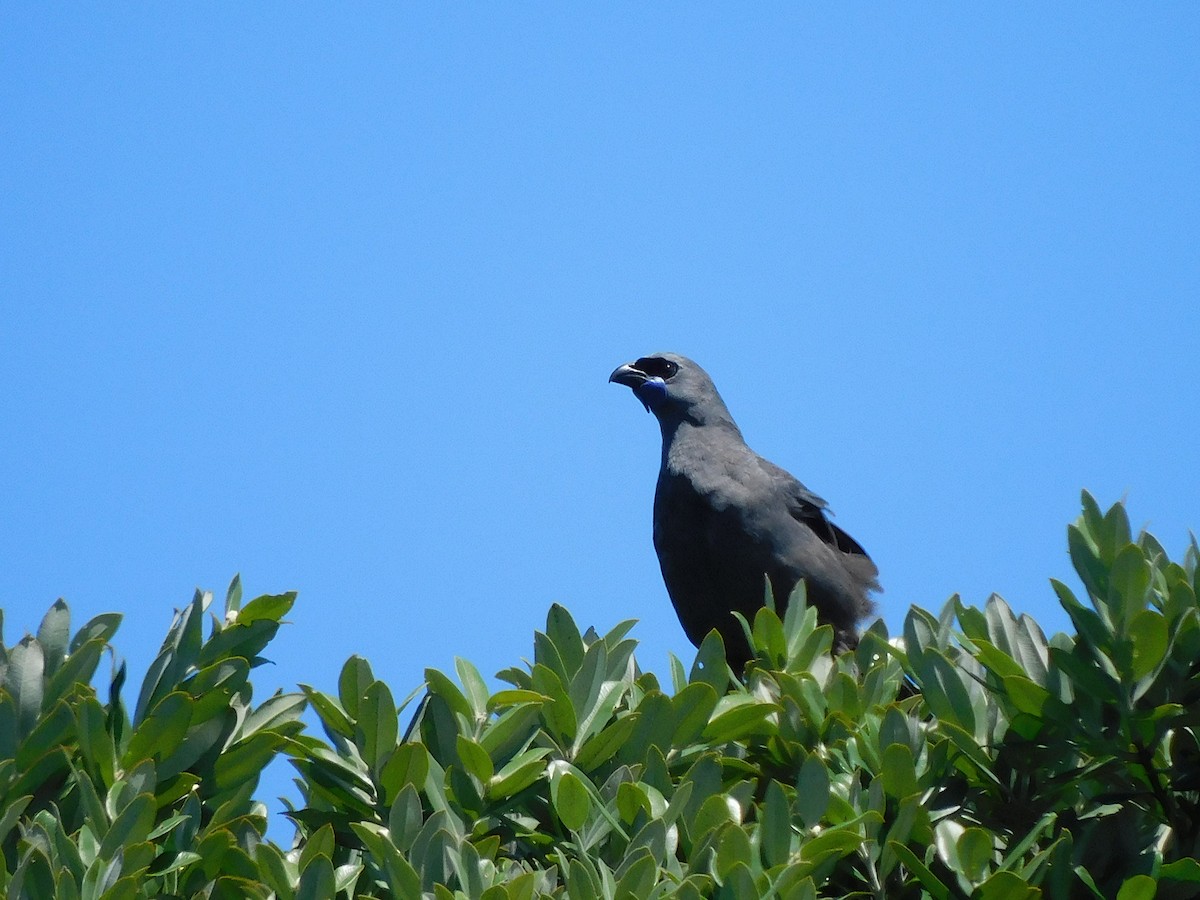 North Island Kokako - George Vaughan