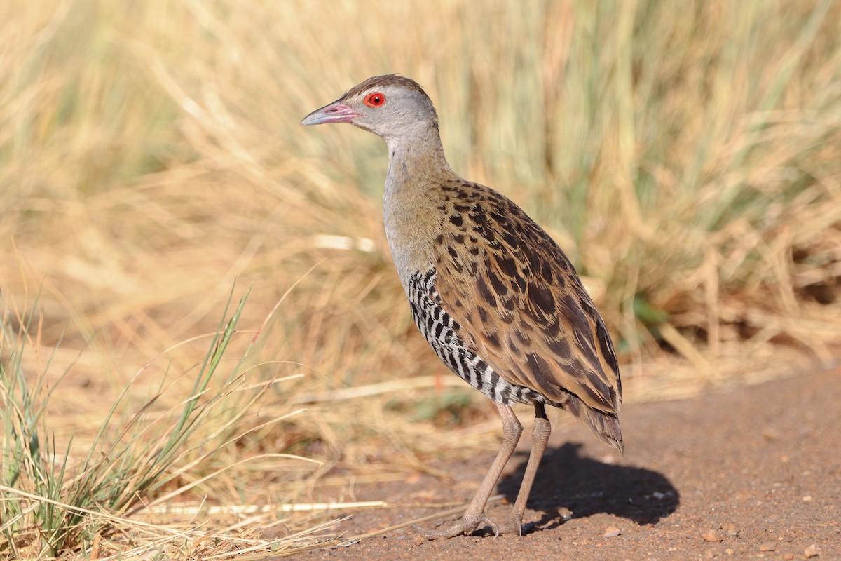 African Crake - ML528603691