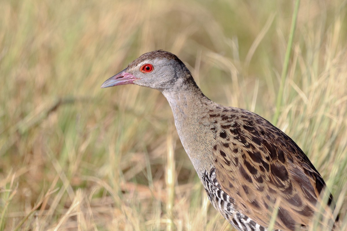 African Crake - ML528603741