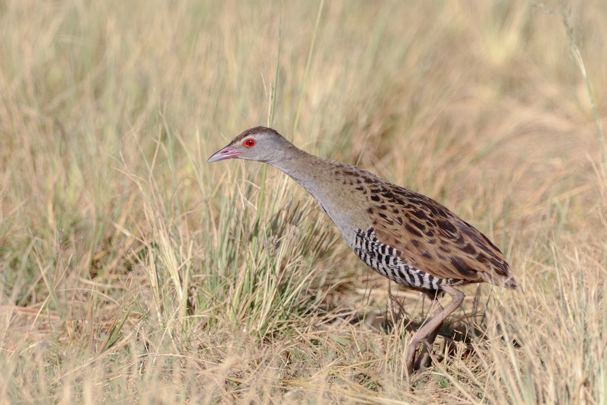 African Crake - ML528603761