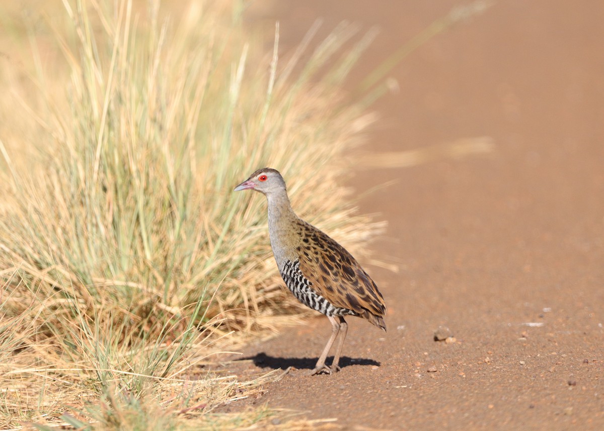 African Crake - ML528603791