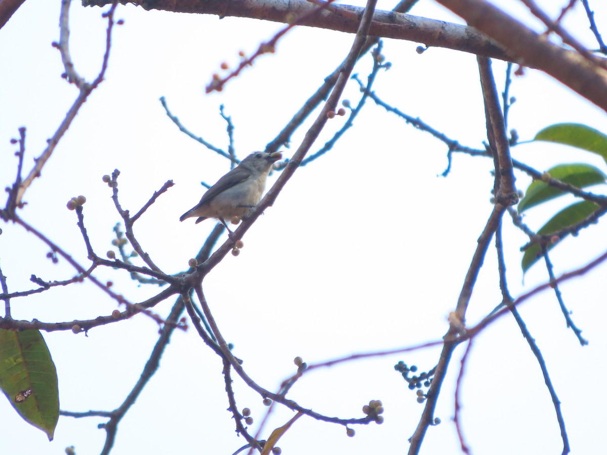 Nilgiri Flowerpecker - ML528605221