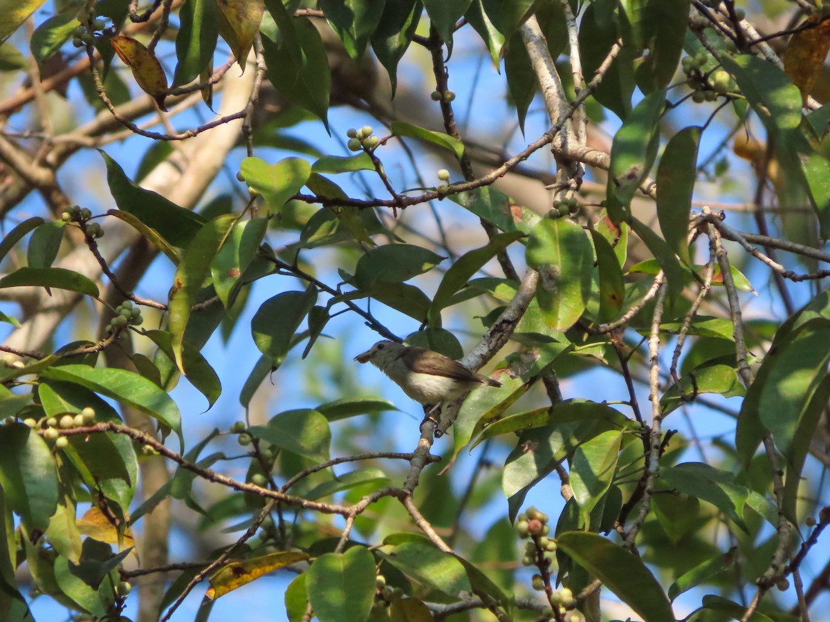 Nilgiri Flowerpecker - ML528605231