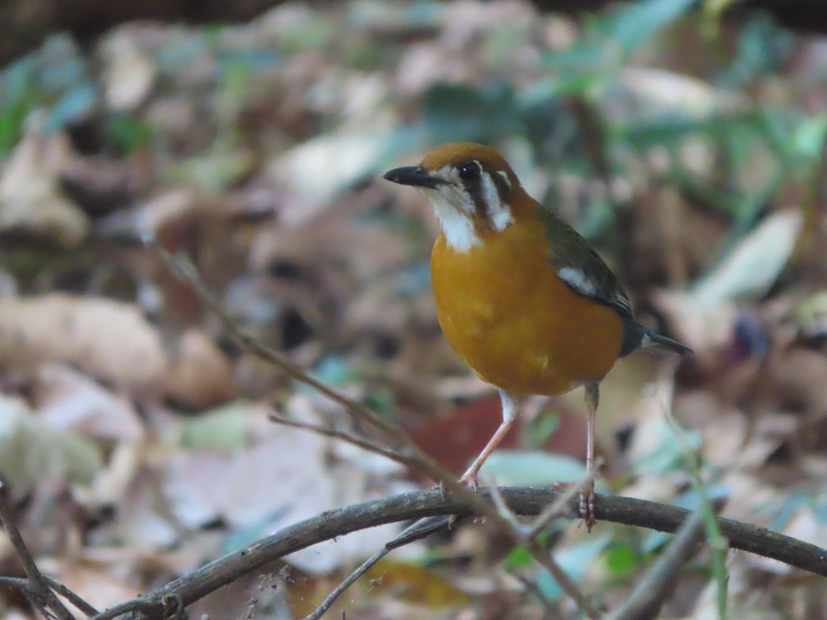 Orange-headed Thrush - ML528605261