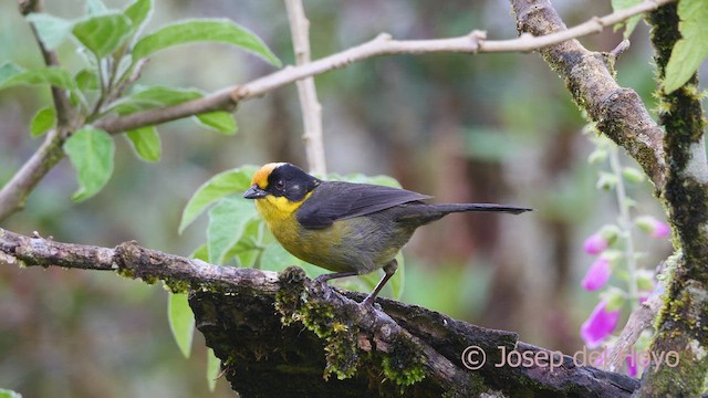 Pale-naped Brushfinch - ML528605781