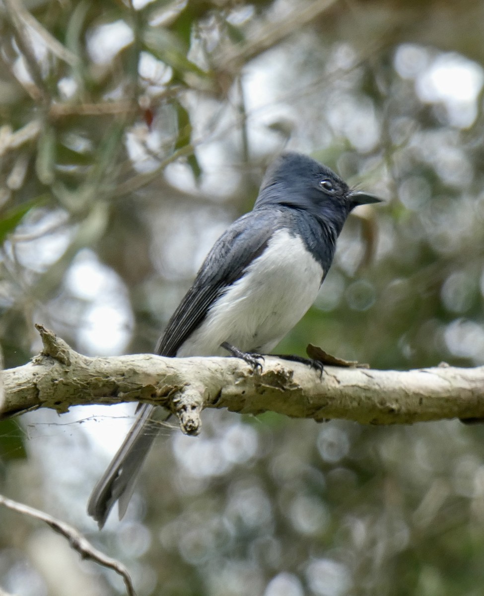 Leaden Flycatcher - ML528606501