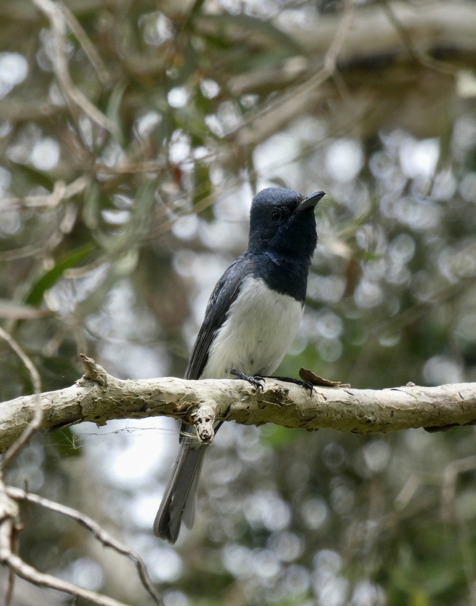 Leaden Flycatcher - ML528606511