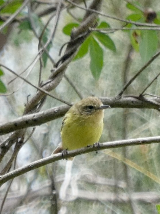 Yellow Thornbill - ML528606571