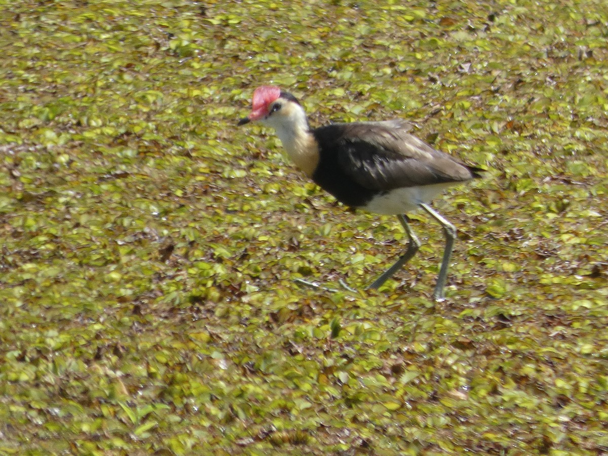 Comb-crested Jacana - ML528606691