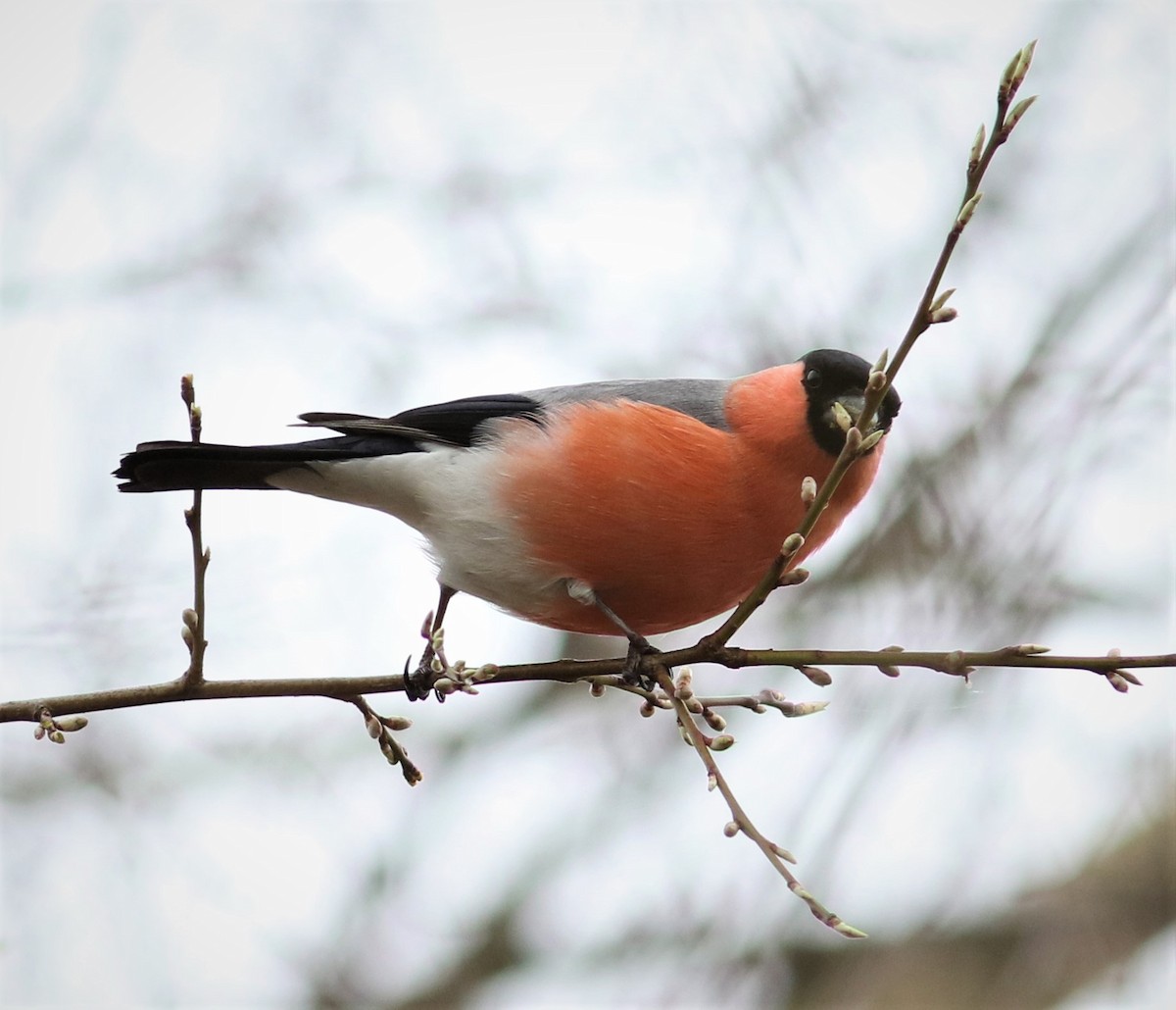 Eurasian Bullfinch - ML52860751