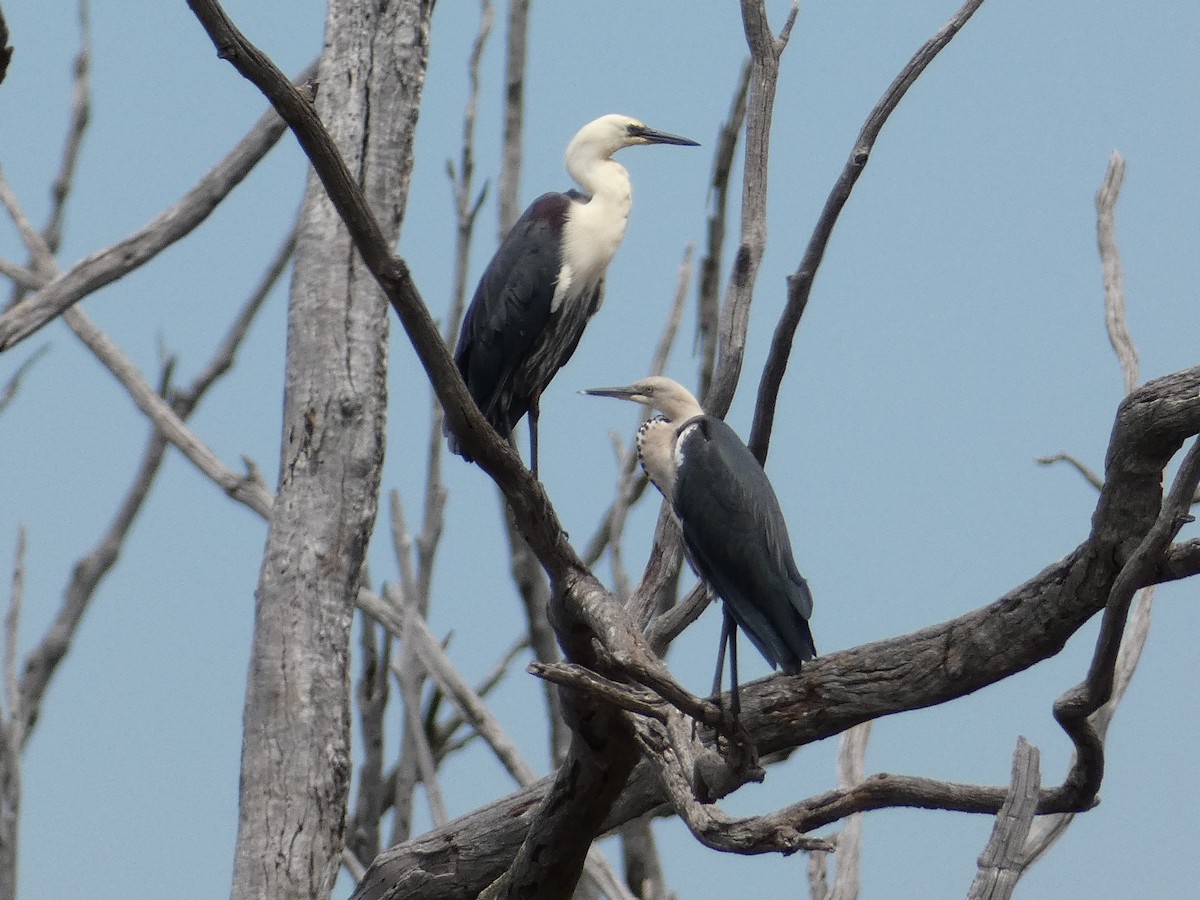 Pacific Heron - ML528607861