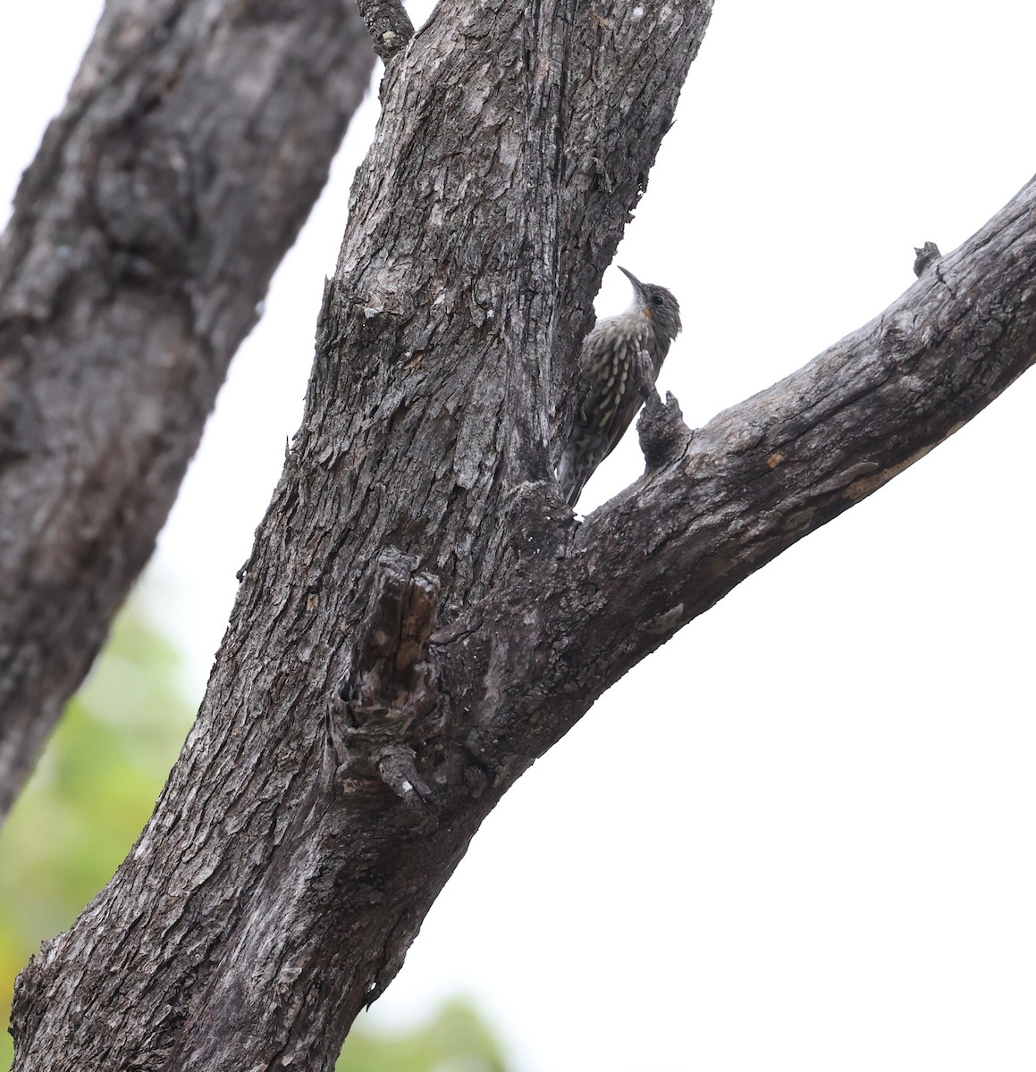 White-throated Treecreeper - ML528608061