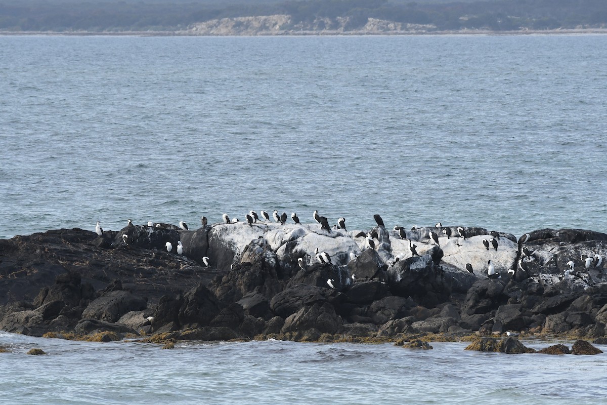 Black-faced Cormorant - Morgan Witty