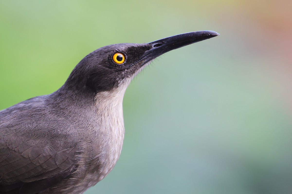 Gray Trembler - ML528608631