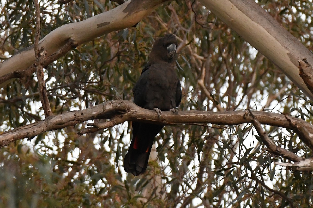 kakadu hnědohlavý - ML528608711