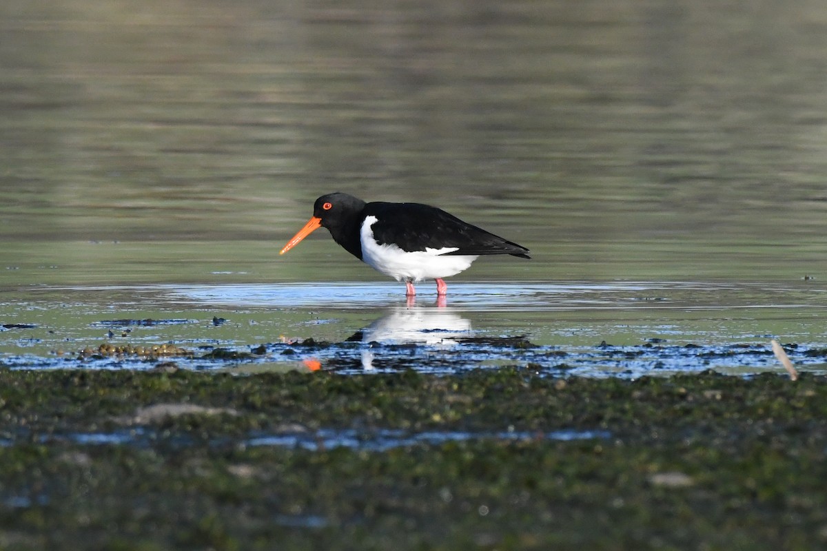 Pied Oystercatcher - Morgan Witty