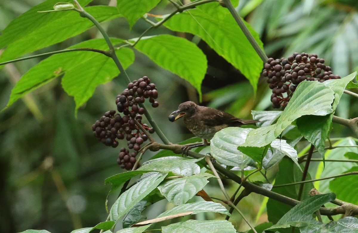 Sao Tome Thrush - ML528608931