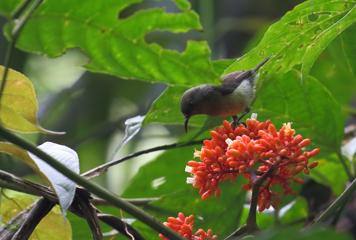 Newton's Sunbird - ML528608941