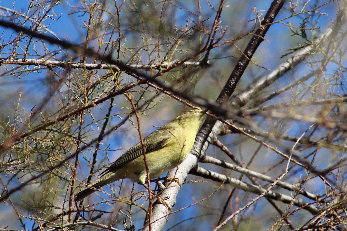 Melodious Warbler - ML528609121