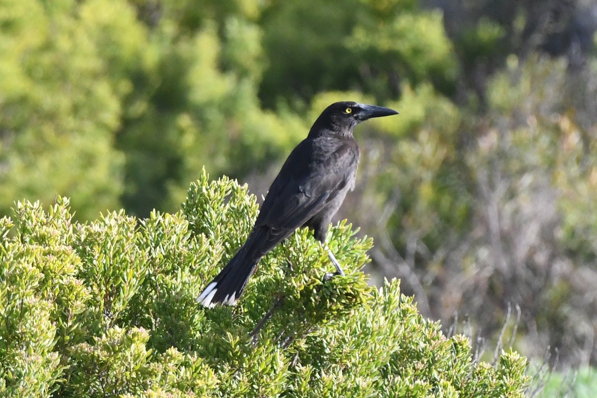 Gray Currawong (Kangaroo I.) - ML528609481