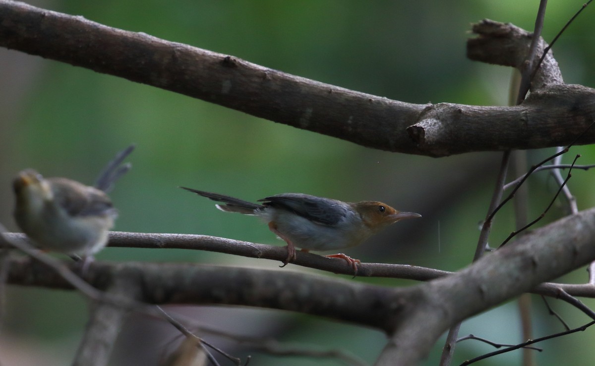 Sao Tome Prinia - ML528609701