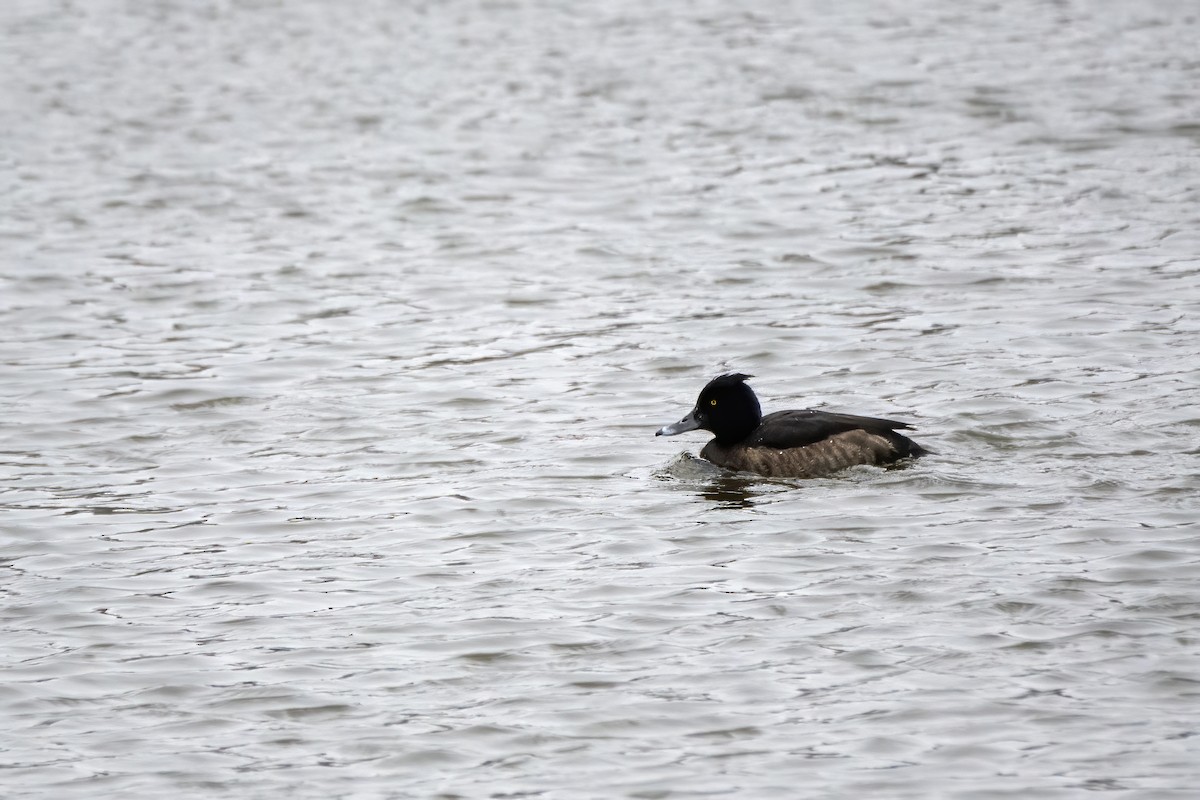 Tufted Duck - ML528610361