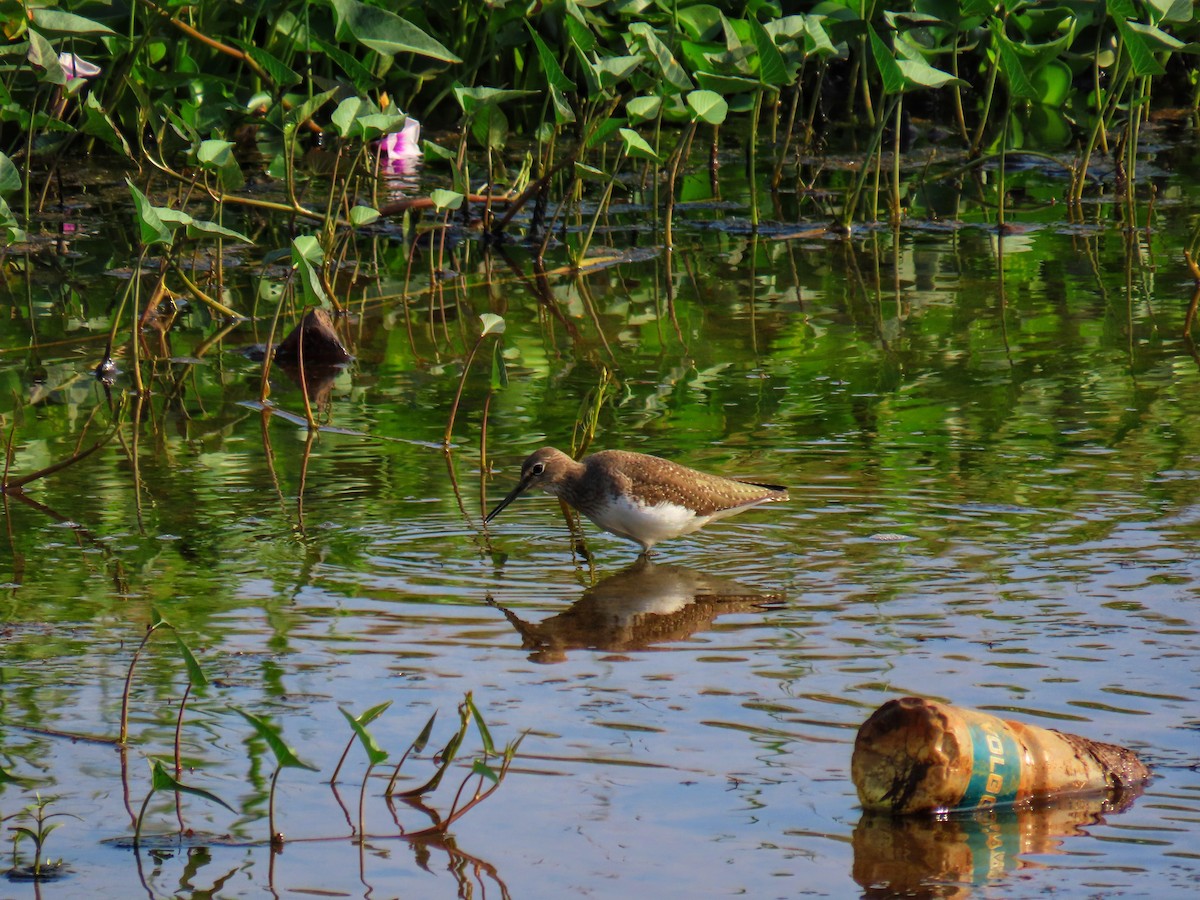 Green Sandpiper - ML528611391