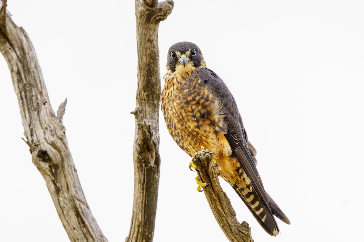 Australian Hobby - James Churches