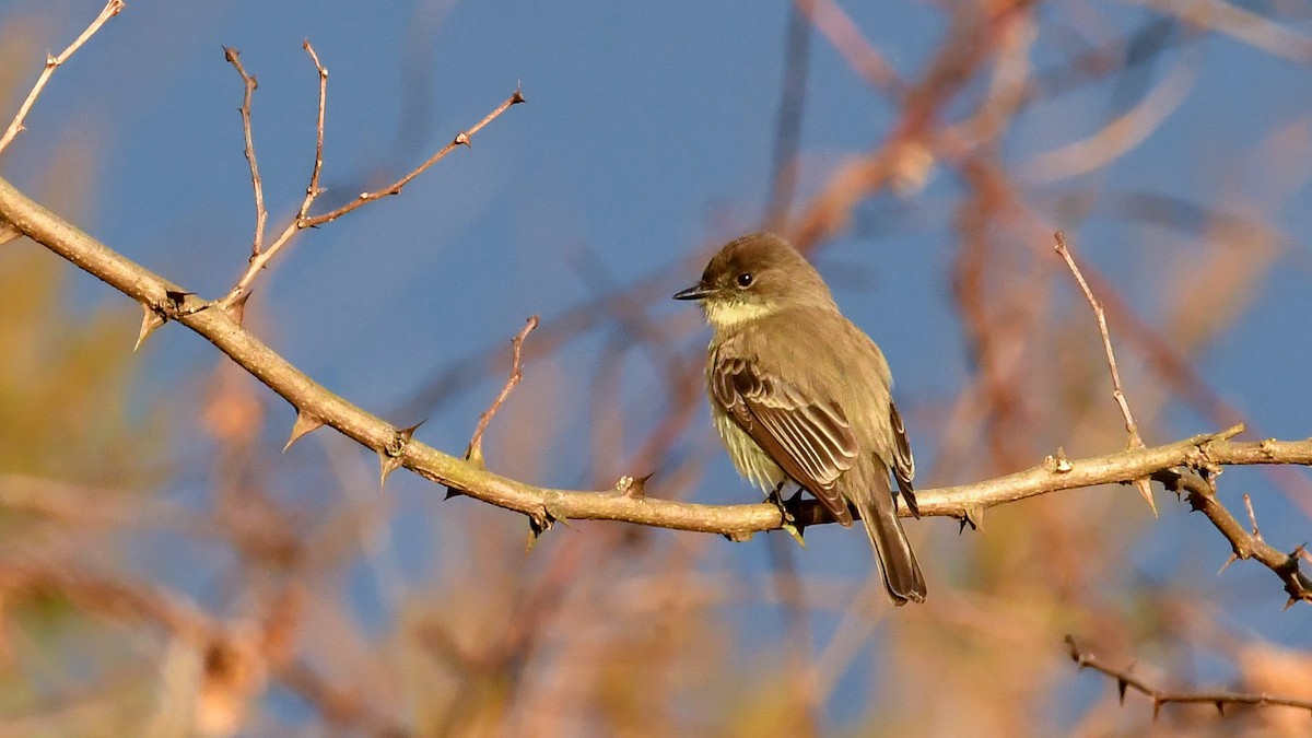 פיבי מזרחית - ML528611831
