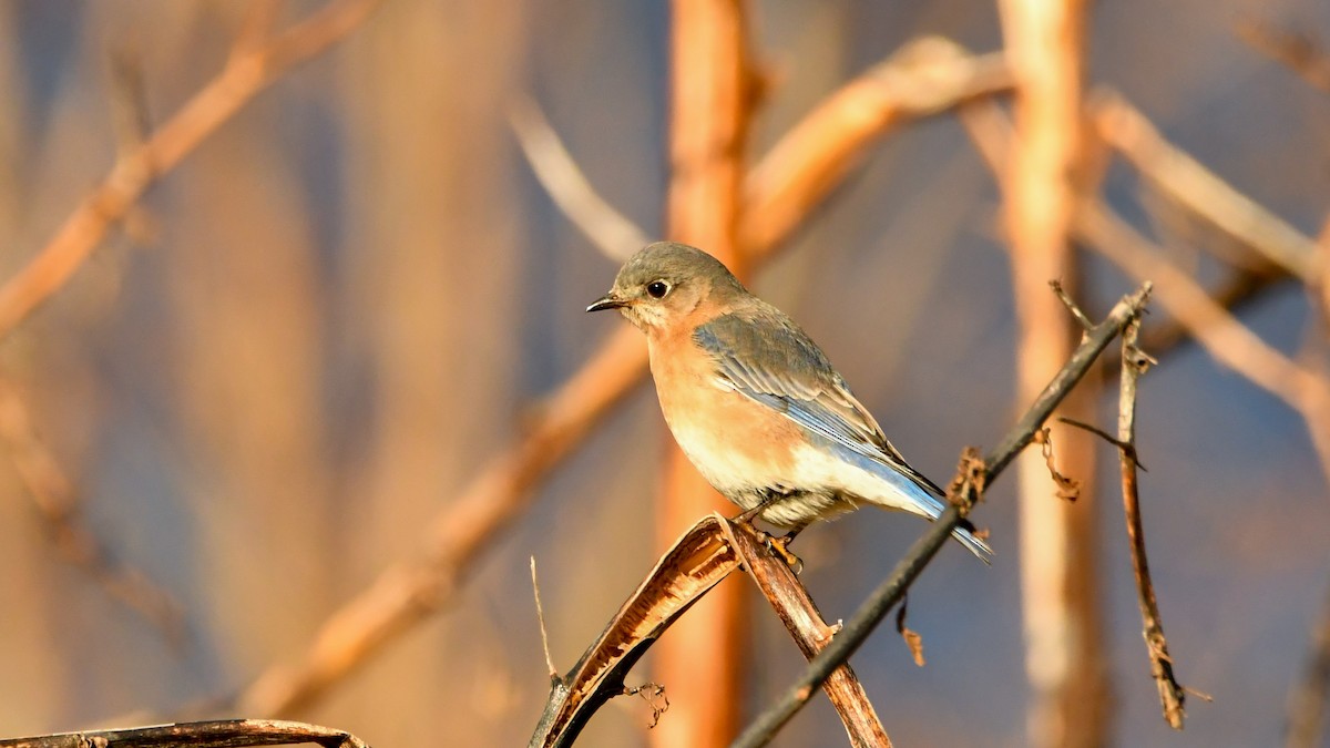 Eastern Bluebird - ML528611921