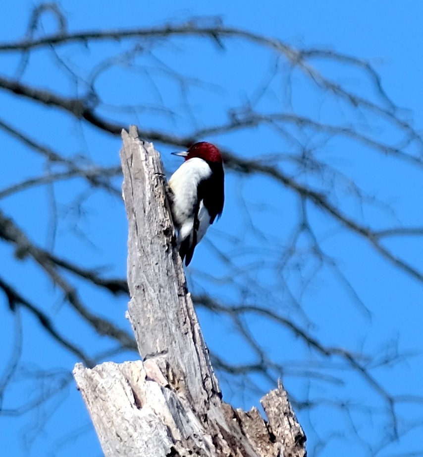 Red-headed Woodpecker - ML528611991
