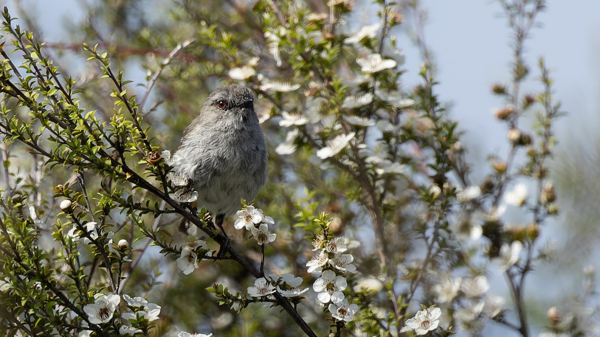 Gray Gerygone - David Newell