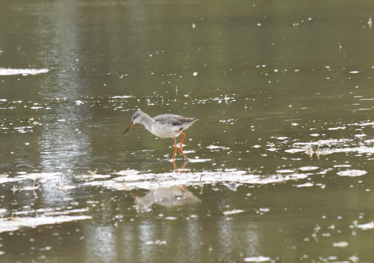 Spotted Redshank - ML528612721