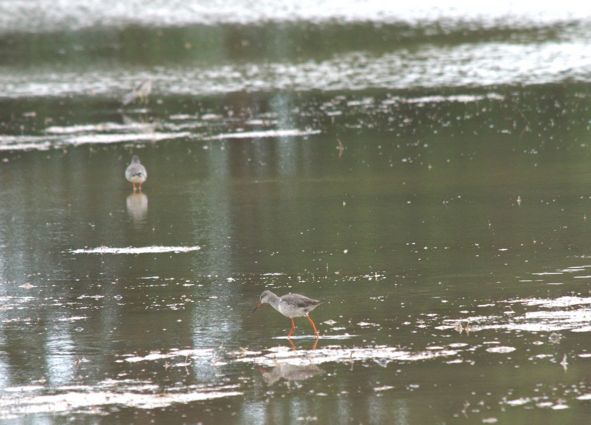 Spotted Redshank - ML528612851