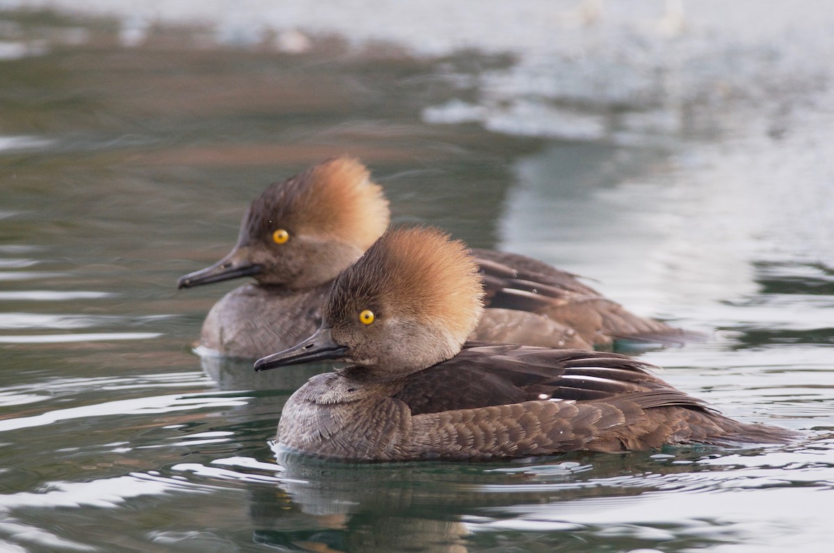Hooded Merganser - Amanda Guercio