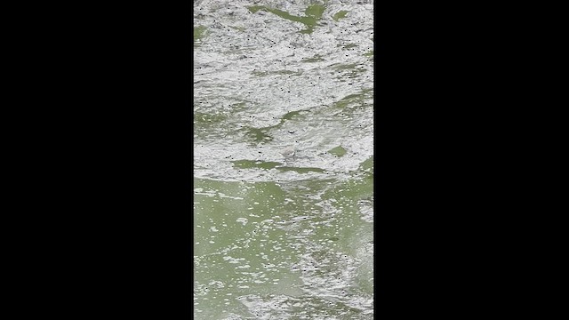Einsiedelwasserläufer - ML528613991