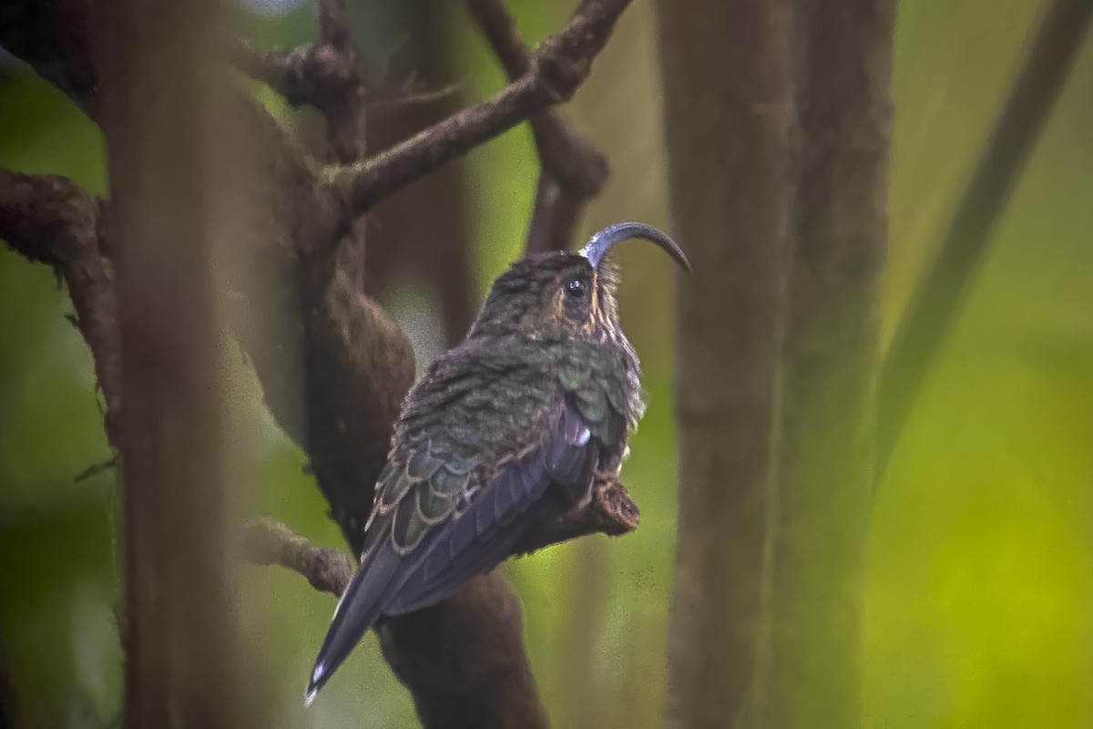 White-tipped Sicklebill - ML528614741